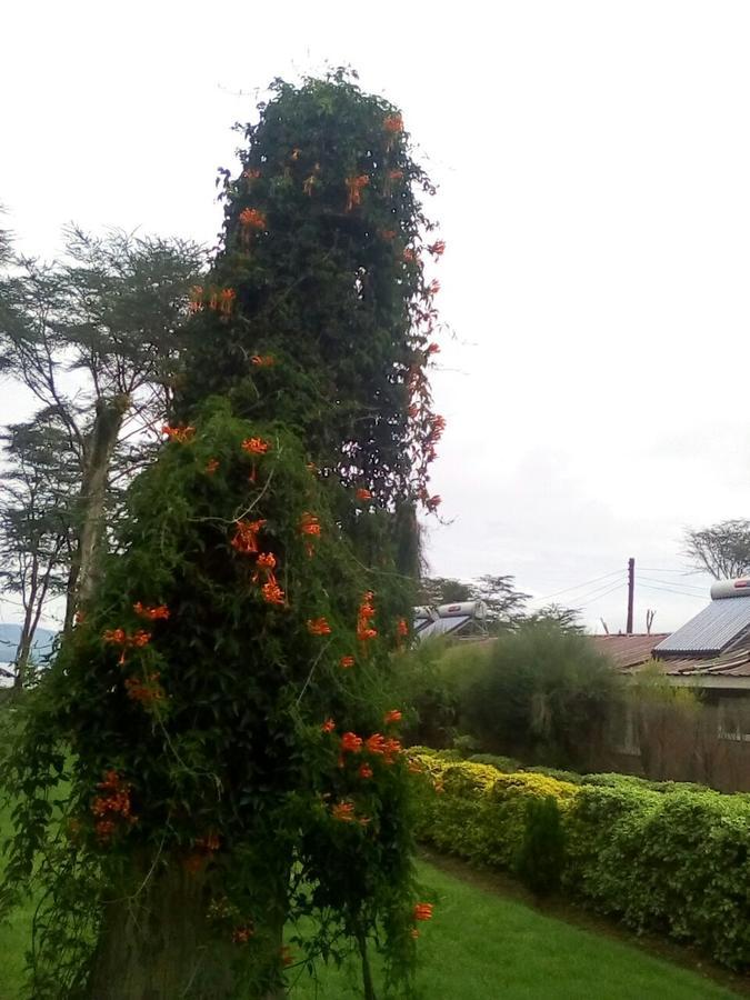 Hippo Safaris Resort Naivasha Exteriör bild